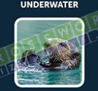 47-OTTER.jpg